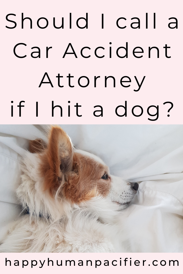 What are your legal obligations if you run over a dog and the dog dies? Do you need to call a car accident attorney? Who is liable for the vet bills? Find out in this post. #hitadog #dogcaraccident #caraccidentattorney 