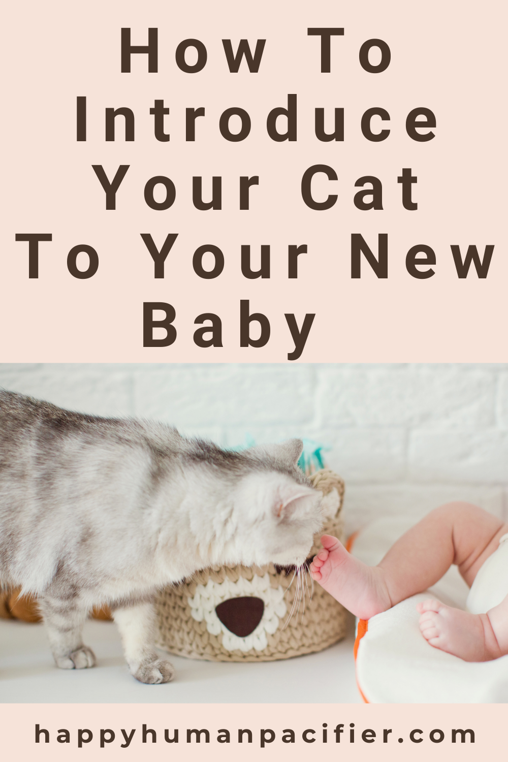 A few months before my son was born I started researching how to introduce my cat to a baby. We've distilled that information into these 8 tips for you.